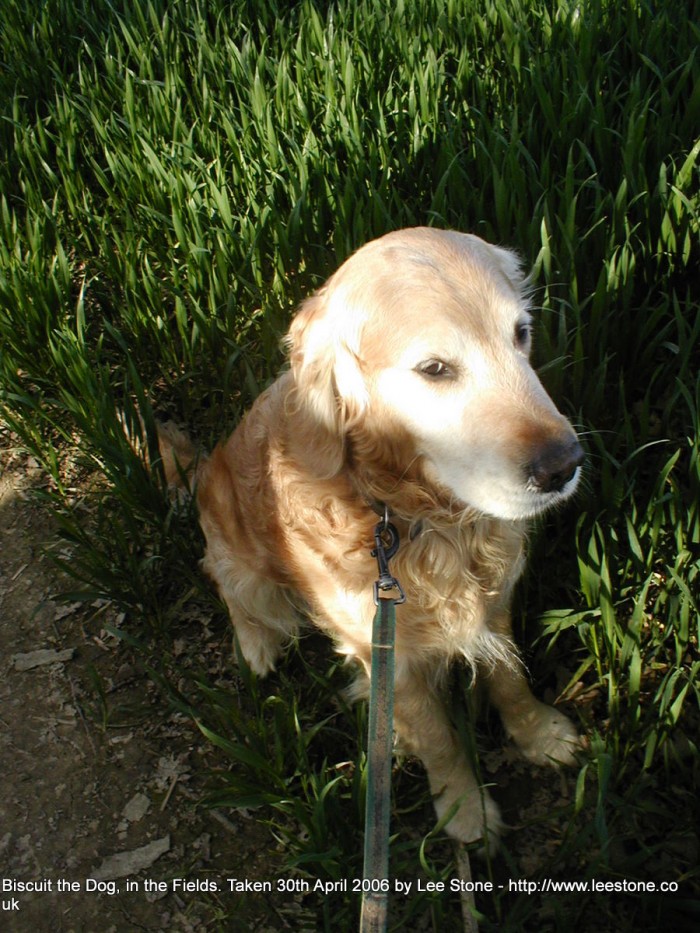 Biscuit in Field in Lower Broadheath